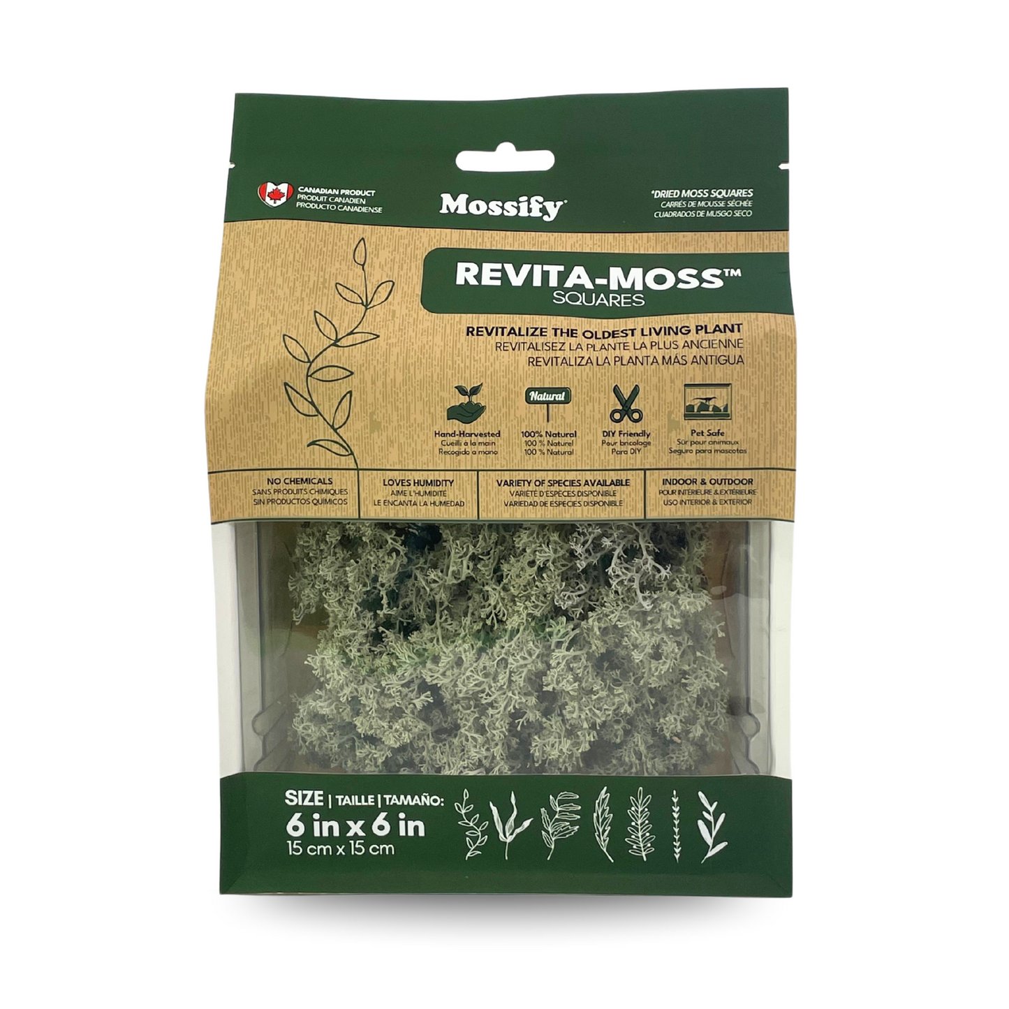 Lichen - Revita-Moss (Cladonia arbuscula) Mossify