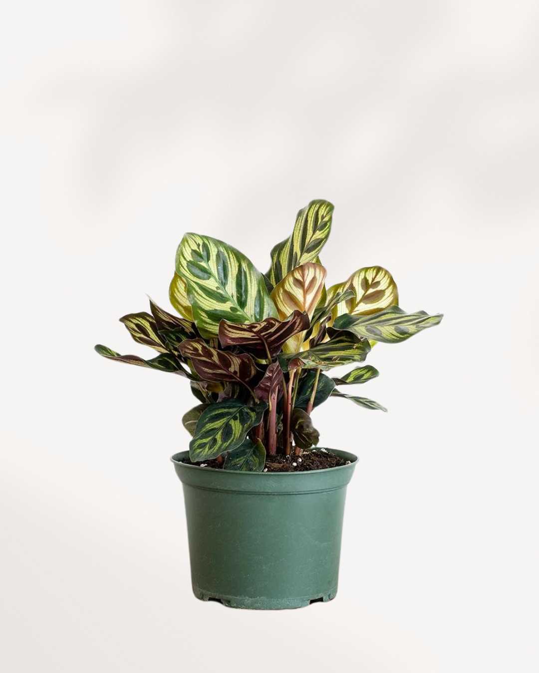 Calathea Makoyana Peacock Mygreenscape | Buy Plants Online