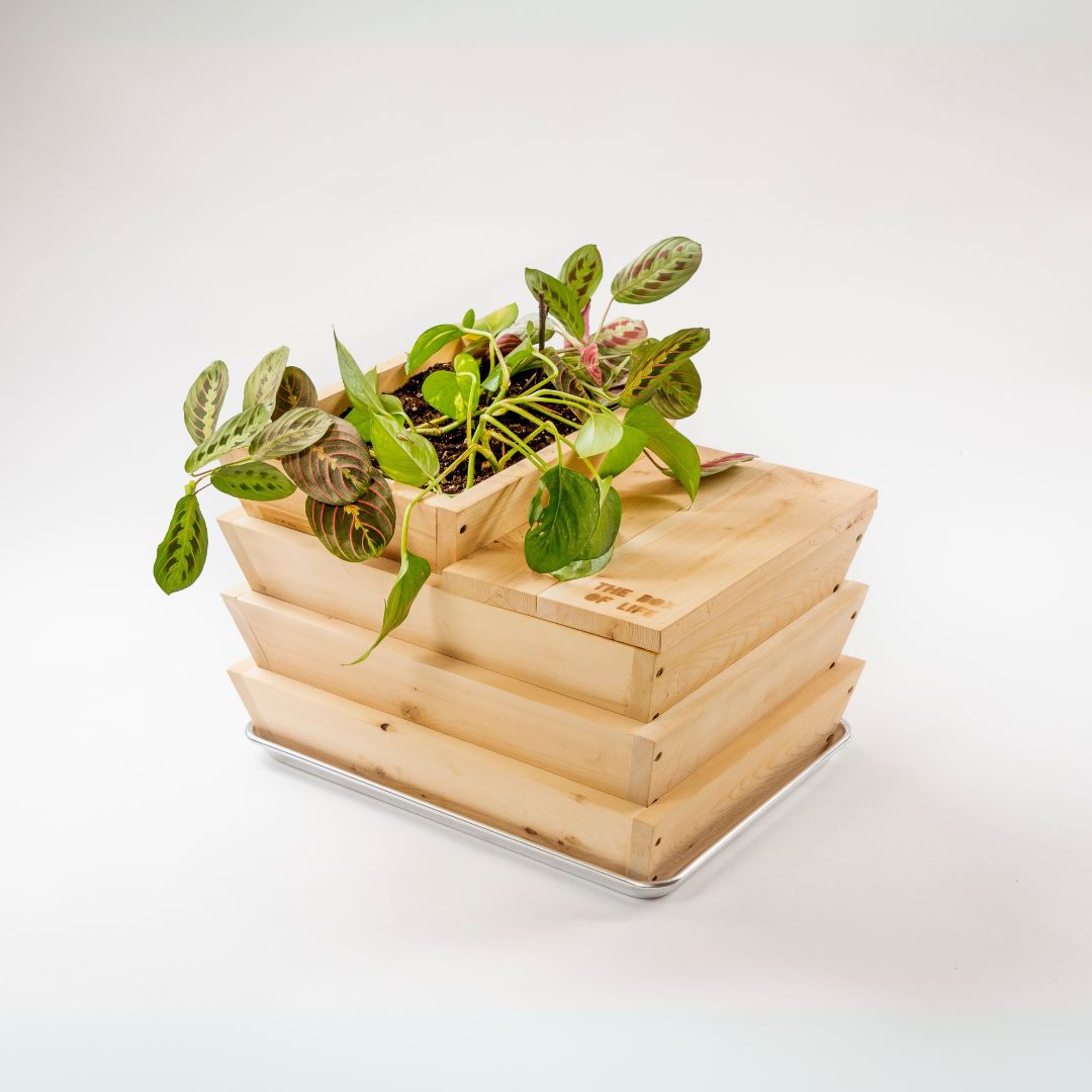 Worm Studio | Made From Canadian Cedar The Box Of Life