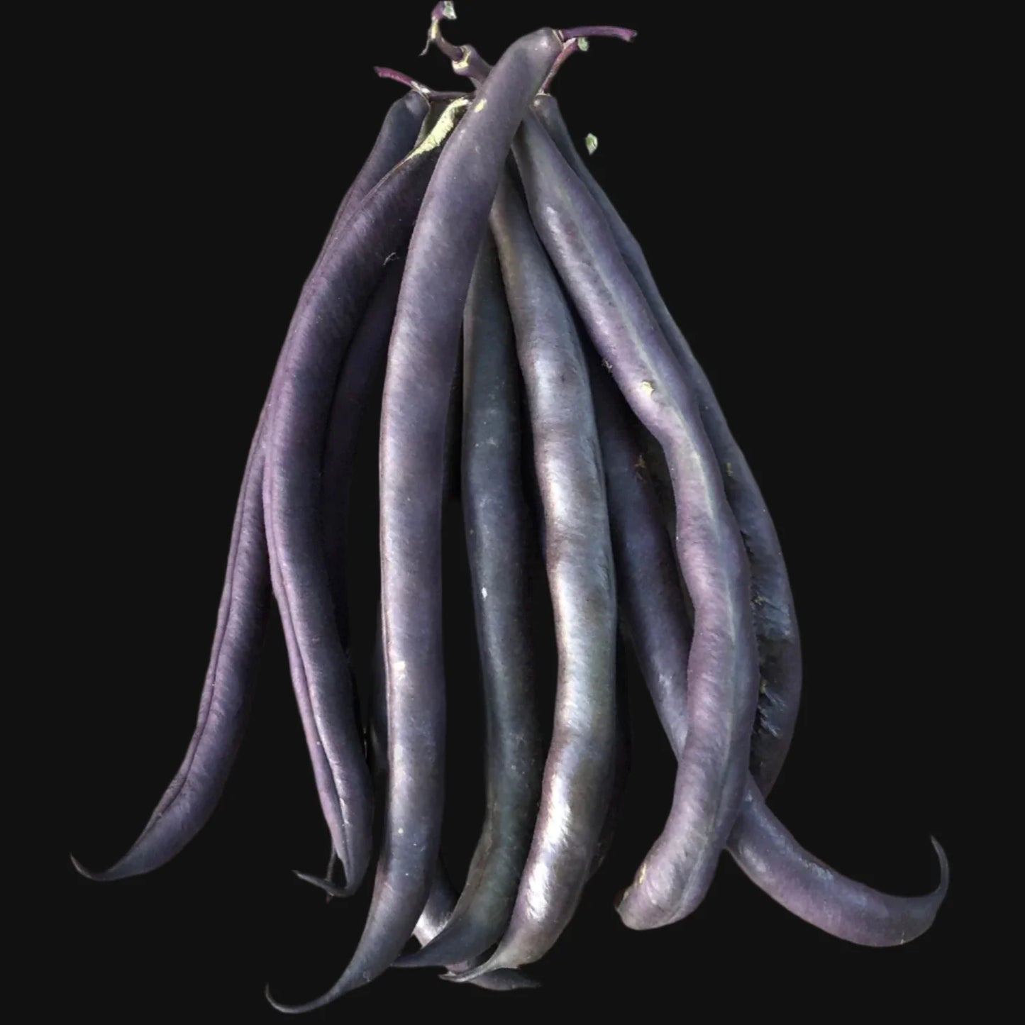 Royal Burgundy Bush Bean Metchosin Farm