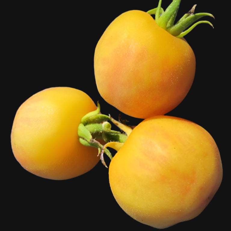 Yellow Peach Tomato Metchosin Farm