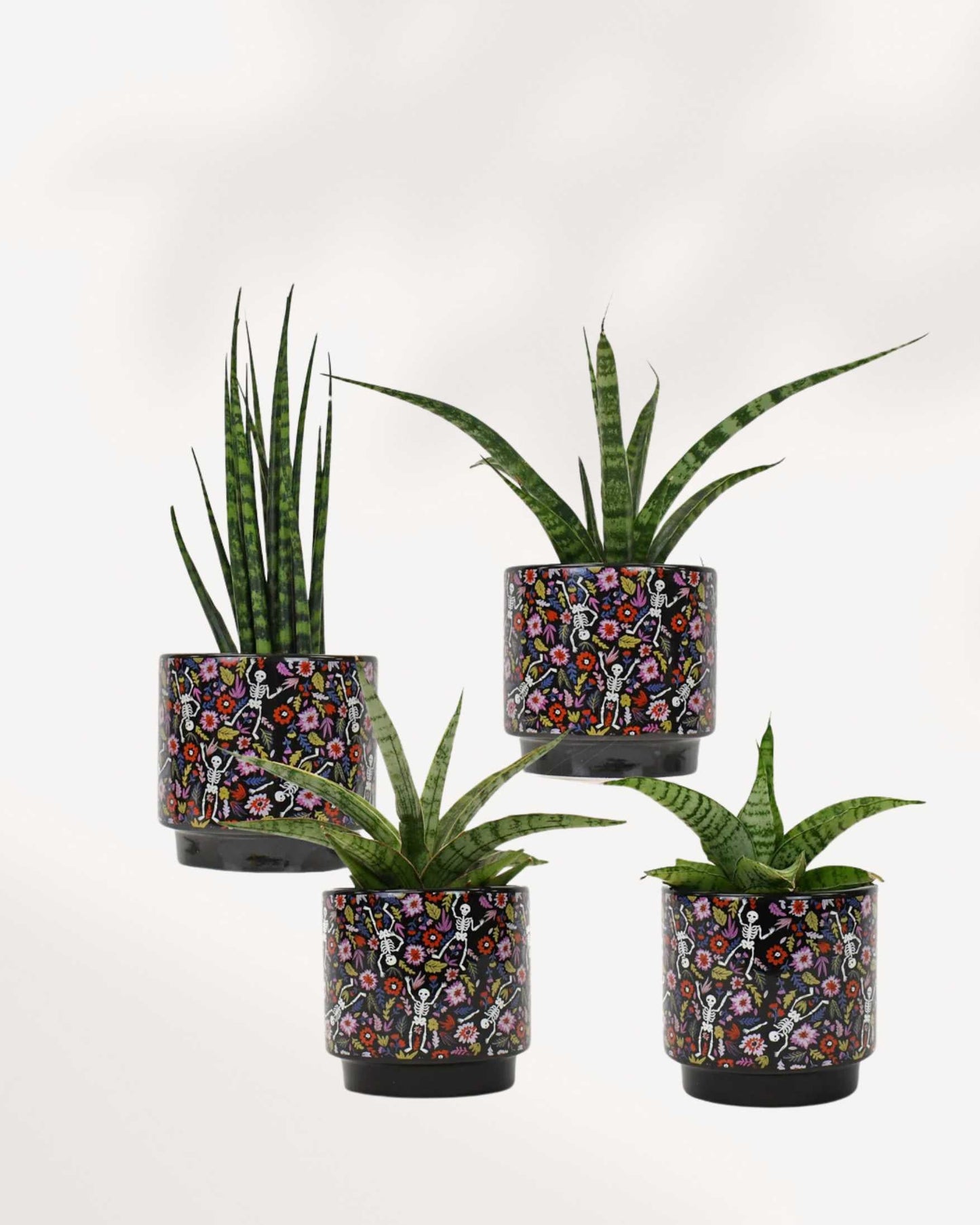 Day of the Dead Pot Mygreenscape | Buy Plants Online