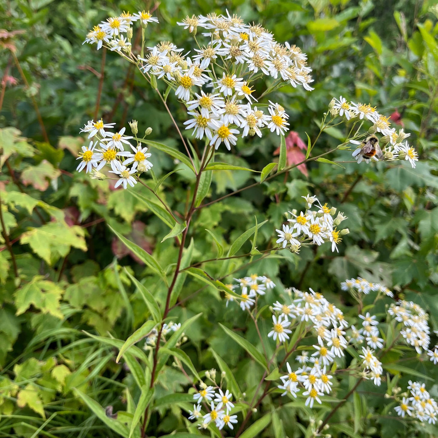 Semences - Aster à ombelles Akène, culture forestière