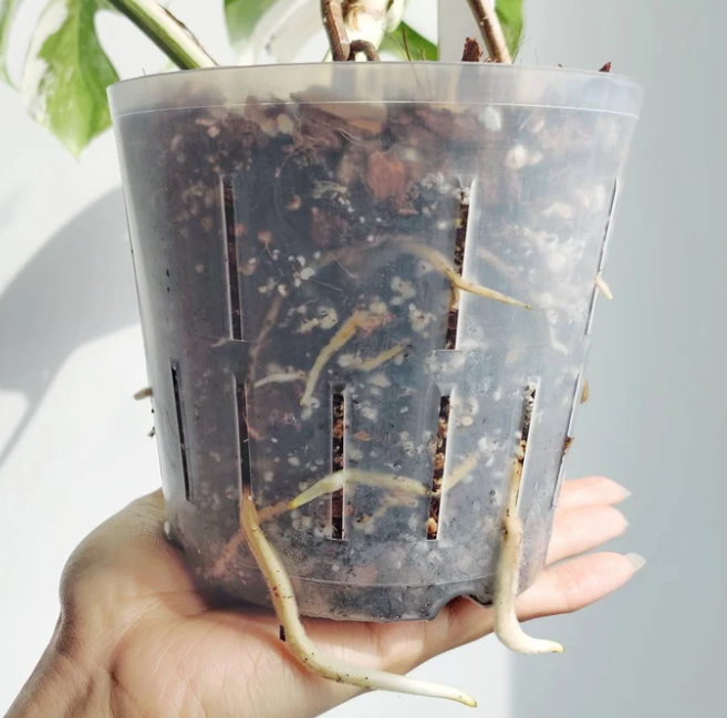 Super Flexible High Drainage Plant Pots - Perfect For Orchids And Aroids The Plant Puddle