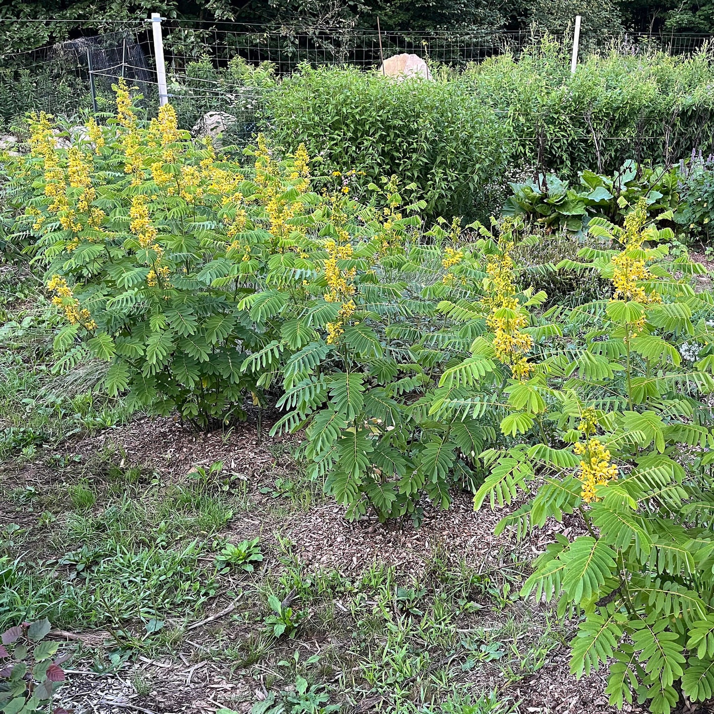 Semences - Casse à fruits velus Akène, culture forestière