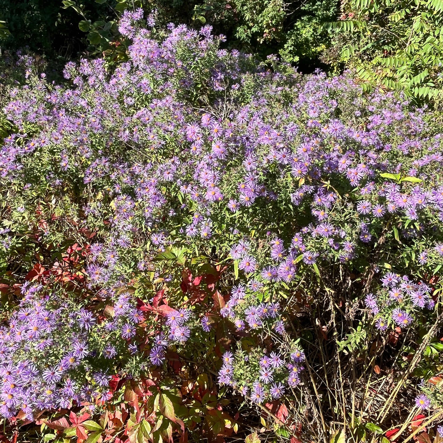 Semences - Aster de Nouvelle-Angleterre Akène, culture forestière