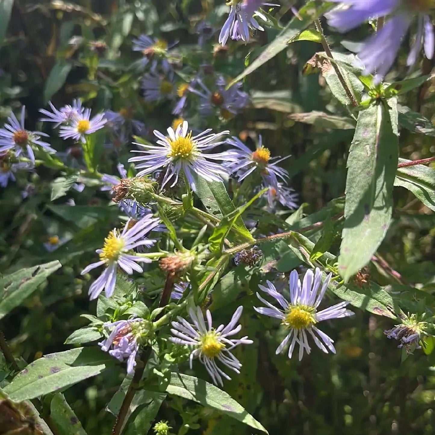 Semences - Aster ponceau Akène, culture forestière