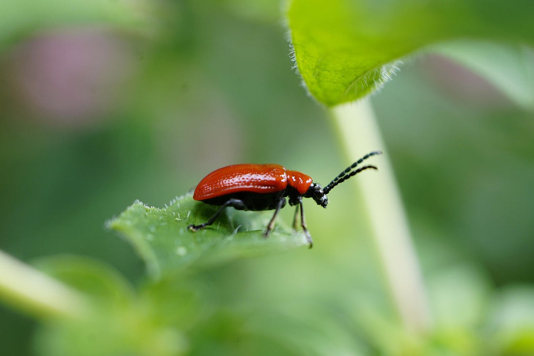 Le Criocere du lys ou du nom latin Lilioceris lilii