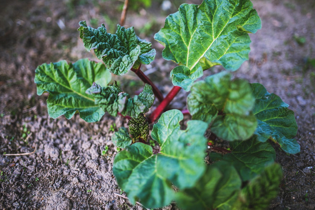 Ma confiture fraises, rhubarbe et érable