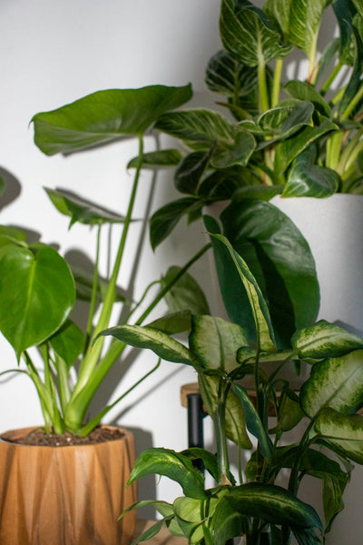 Plantes d'Intérieurs