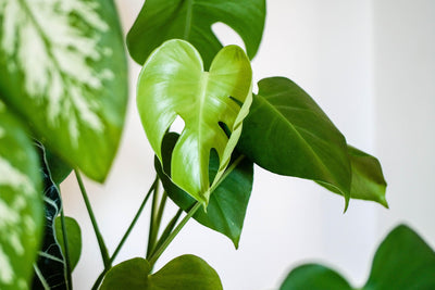Plantes tropicales