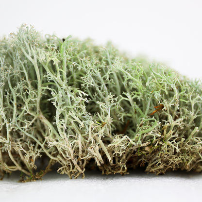 Lichen - Revita-Moss (Cladonia arbuscula) Mossify