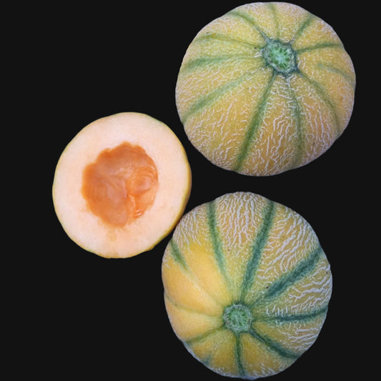 Mini Melon Mix Metchosin Farm