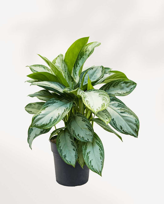 Chinese Evergreen Silver Bay Mygreenscape | Buy Plants Online