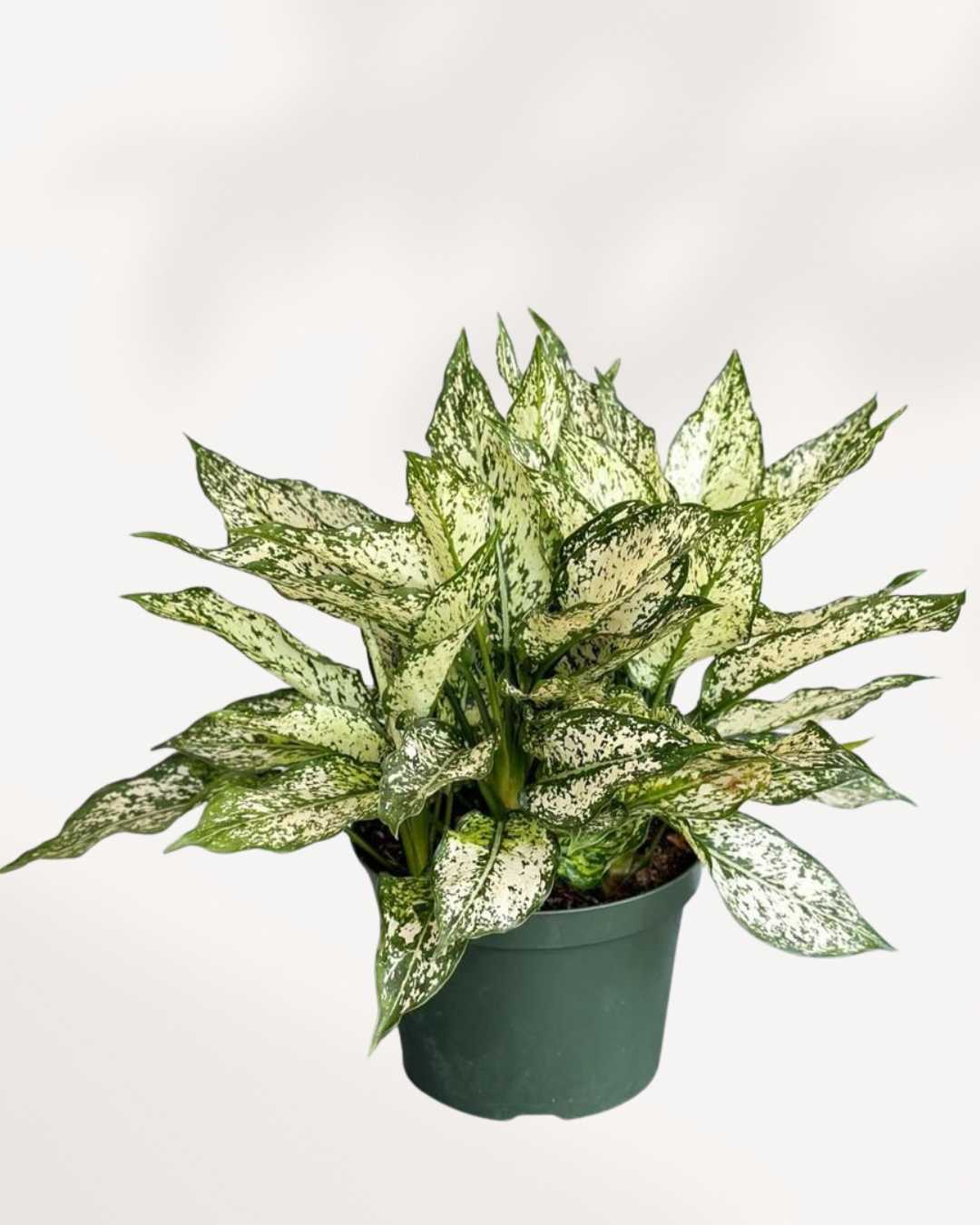 Chinese Evergreen Spring Snow Mygreenscape | Buy Plants Online
