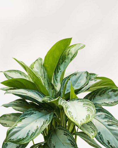 Chinese Evergreen Silver Bay Mygreenscape | Buy Plants Online