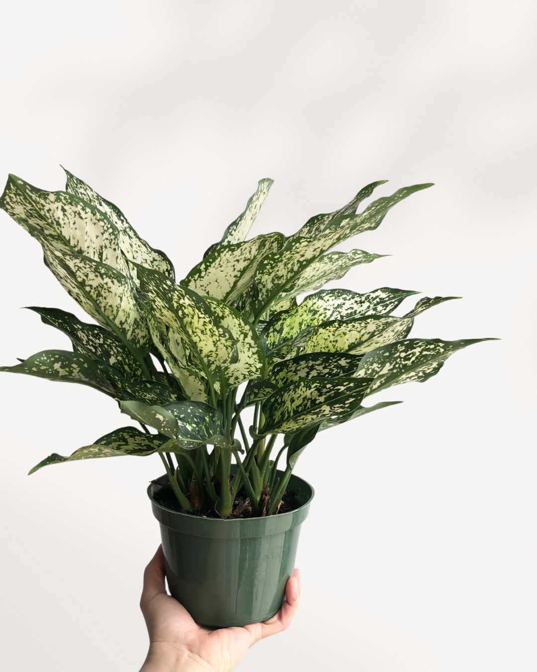Chinese Evergreen Spring Snow Mygreenscape | Buy Plants Online