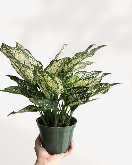 Chinese Evergreen Spring Snow Mygreenscape | Buy Plants Online