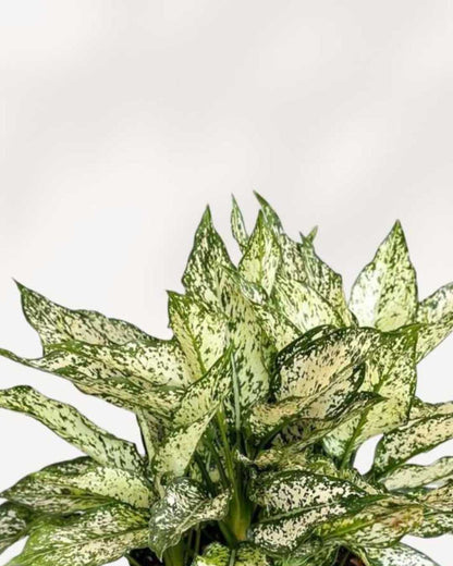 Chinese Evergreen Spring Snow Mygreenscape | Buy Plants Online
