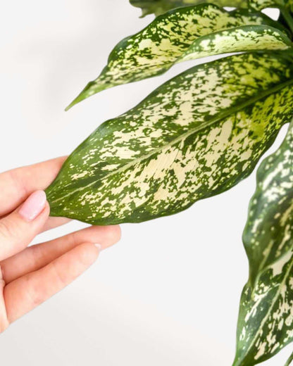 Chinese Evergreen Spring Snow Mygreenscape | Buy Plants Online