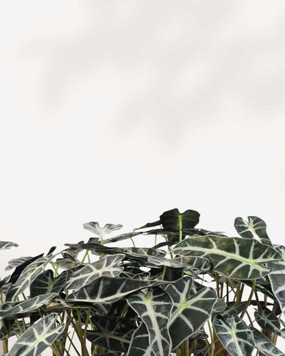 Alocasia Bambino – A Compact Beauty with Bold Leaves Mygreenscape | Buy Plants Online