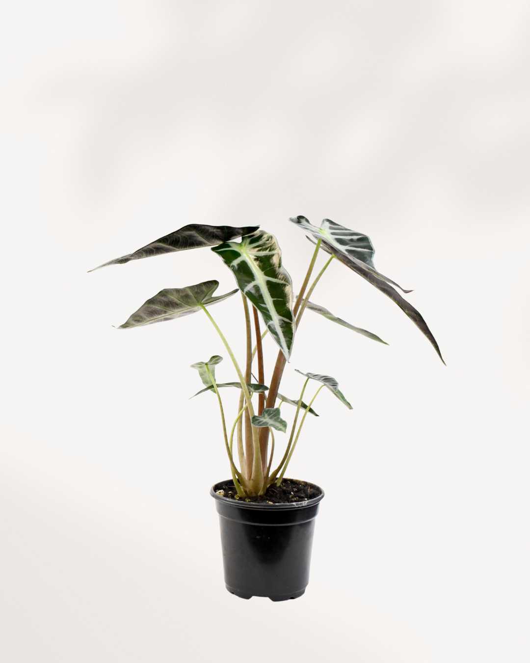 Alocasia Bambino – A Compact Beauty with Bold Leaves Mygreenscape | Buy Plants Online