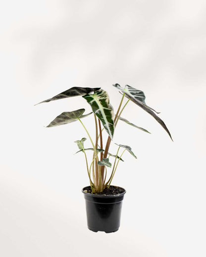 Alocasia Bambino – A Compact Beauty with Bold Leaves Mygreenscape | Buy Plants Online