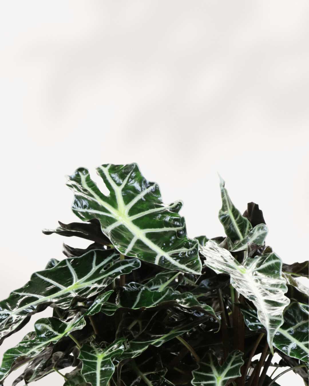 Alocasia Polly - Alocasia Amazonica Mygreenscape | Buy Plants Online