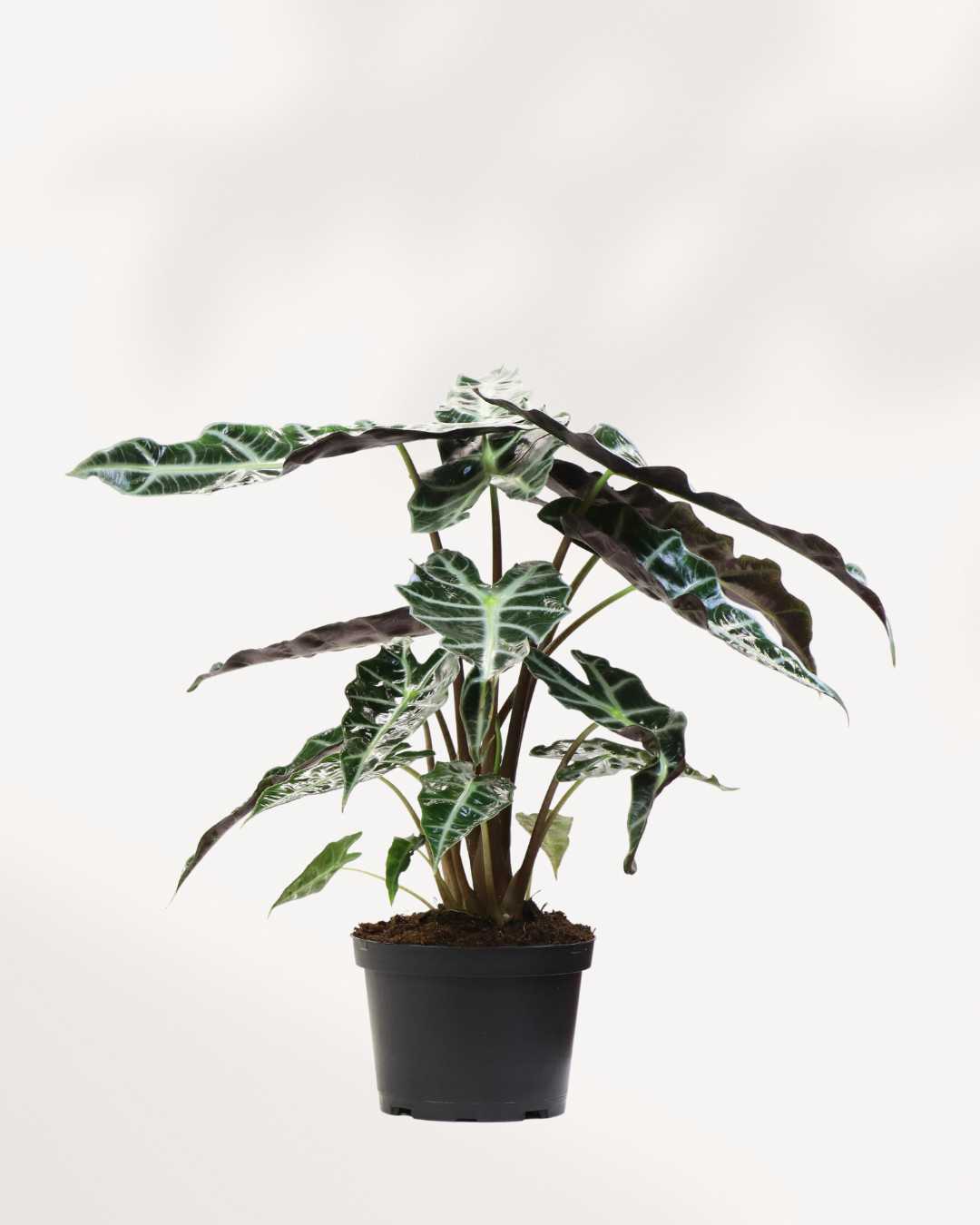 Alocasia Polly - Alocasia Amazonica Mygreenscape | Buy Plants Online