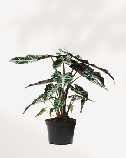 Alocasia Polly - Alocasia Amazonica Mygreenscape | Buy Plants Online