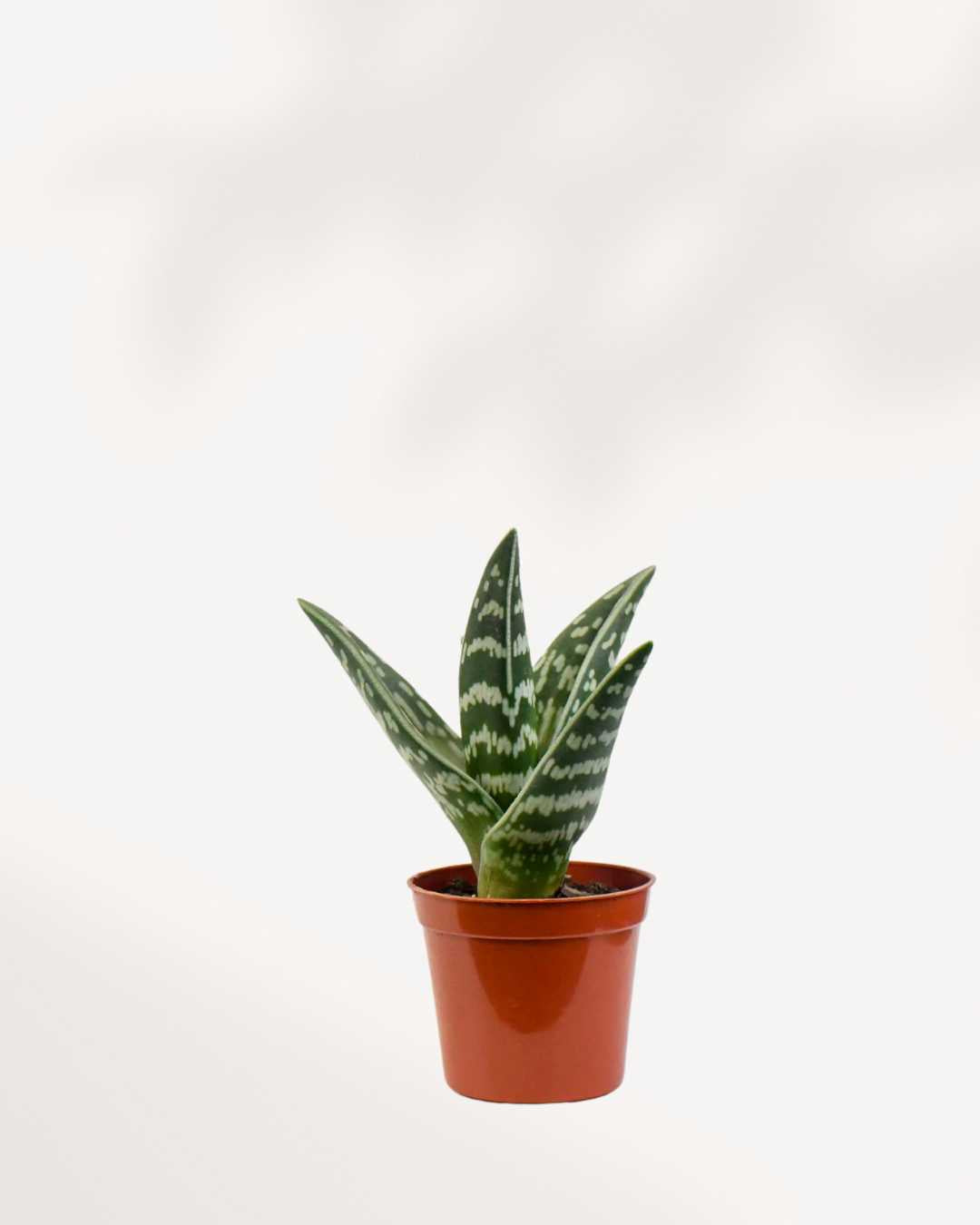 Aloe Pheasant Breast Mygreenscape | Buy Plants Online