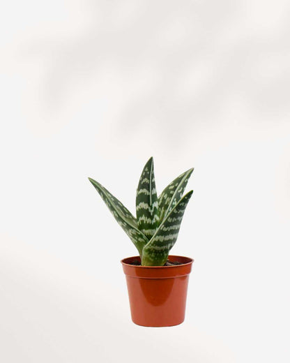 Aloe Pheasant Breast Mygreenscape | Buy Plants Online