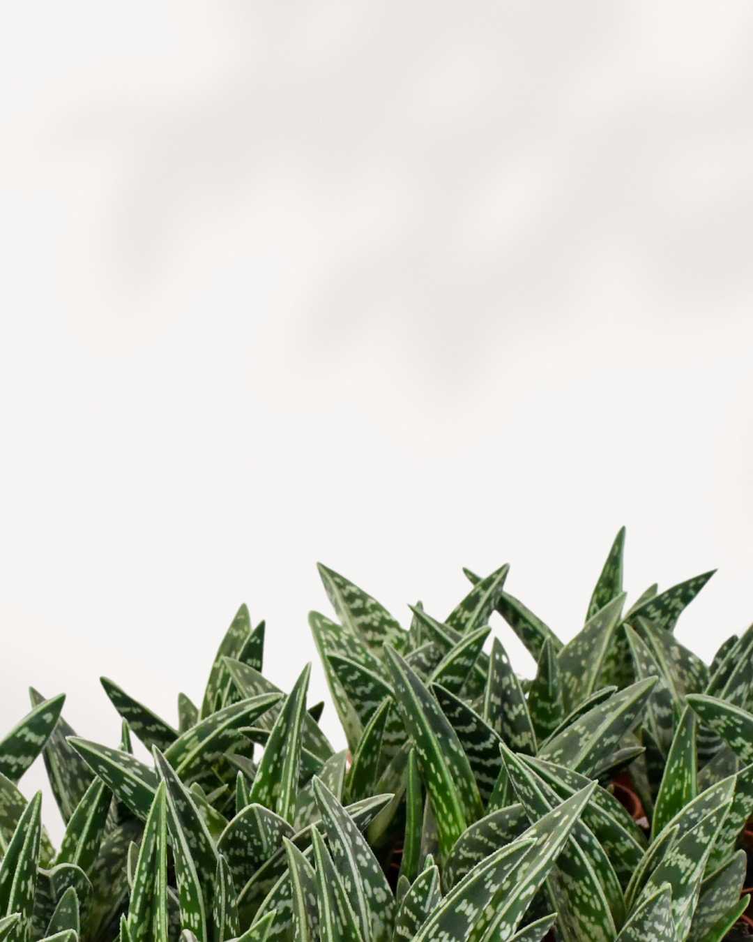 Aloe Pheasant Breast Mygreenscape | Buy Plants Online