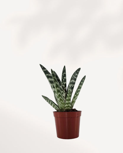 Aloe Pheasant Breast Mygreenscape | Buy Plants Online