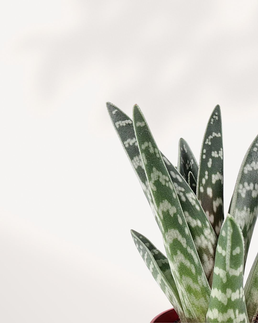 Aloe Pheasant Breast Mygreenscape | Buy Plants Online