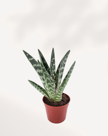 Aloe Pheasant Breast Mygreenscape | Buy Plants Online