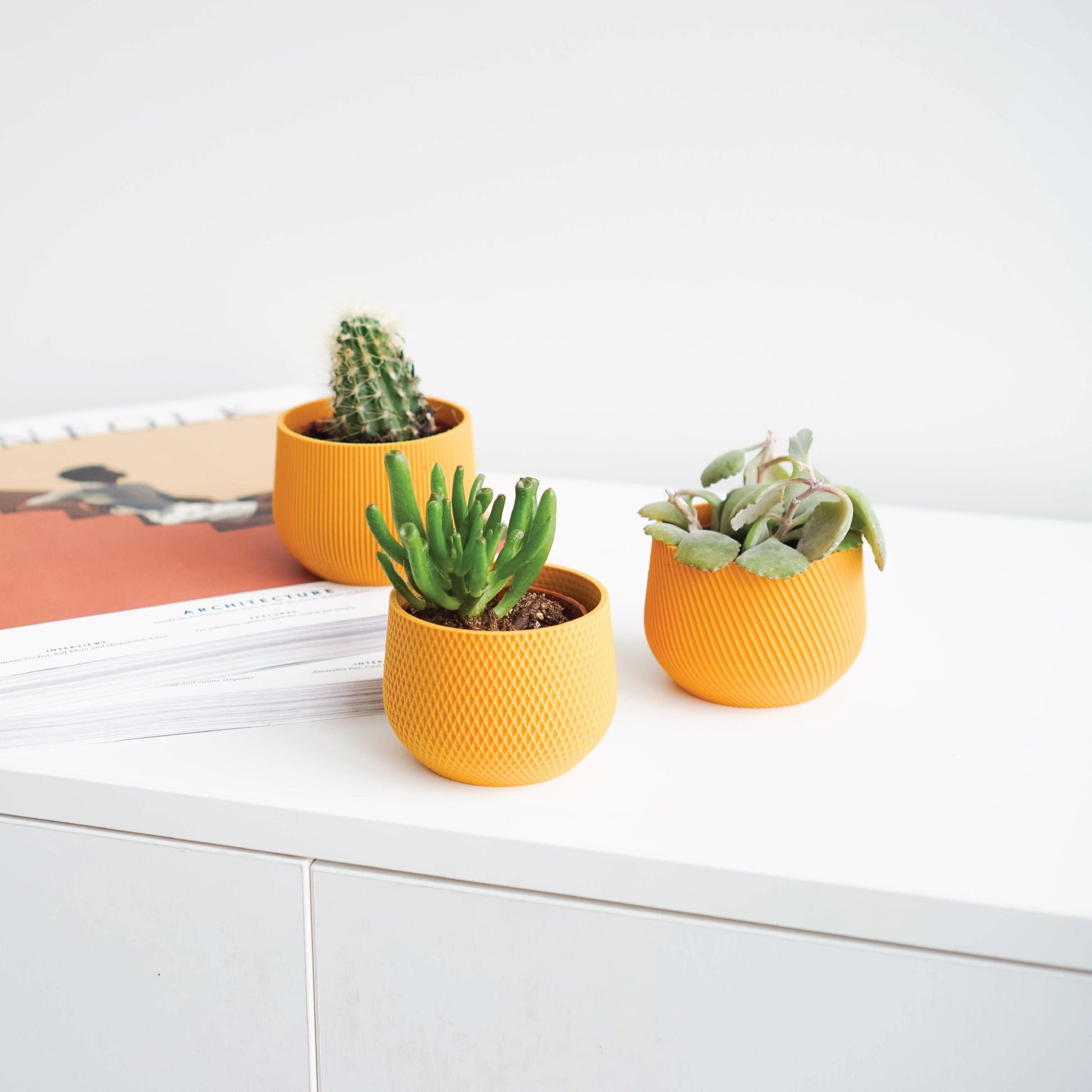 Mini Planter Set Conifer