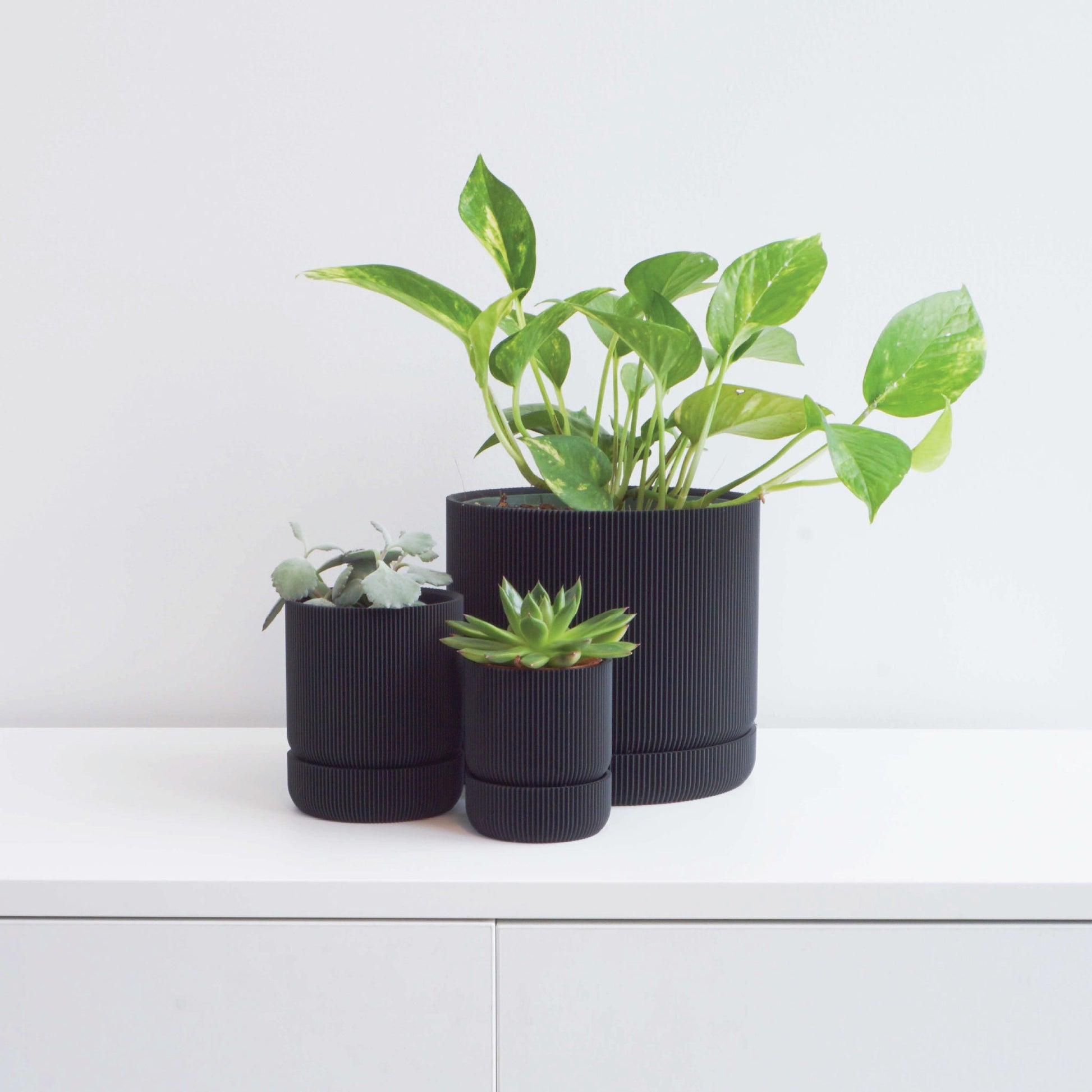 Hemlock Planter Conifer