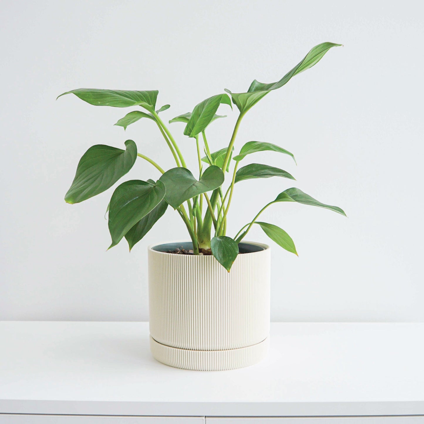 Hemlock Planter Conifer