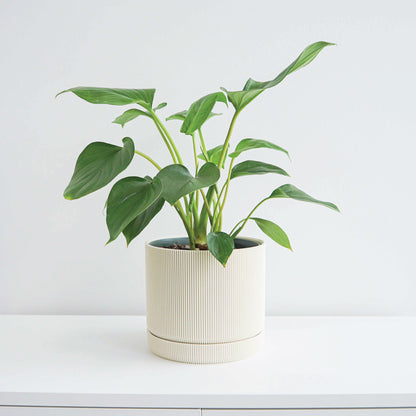 Hemlock Planter Conifer