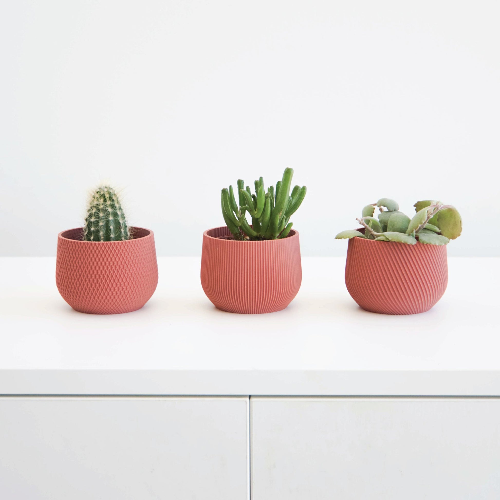Mini Planter Set Conifer