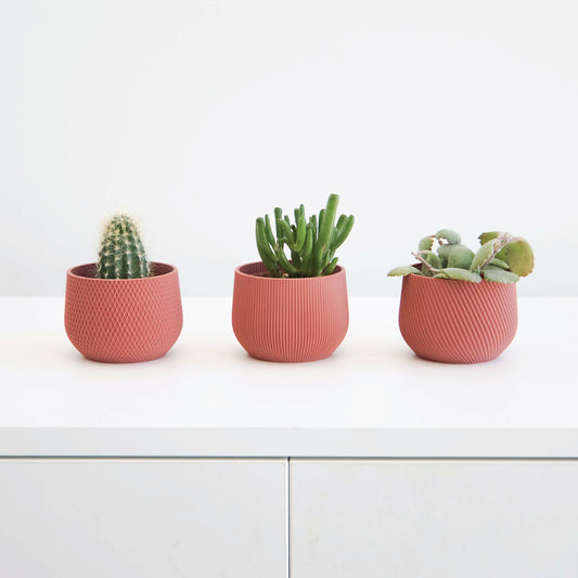 Mini Planter Set Conifer
