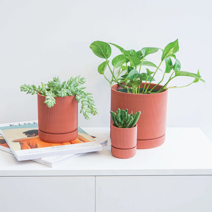 Hemlock Planter Conifer