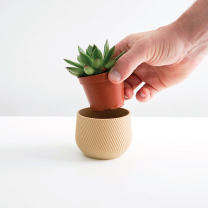 Mini Planter Set Conifer