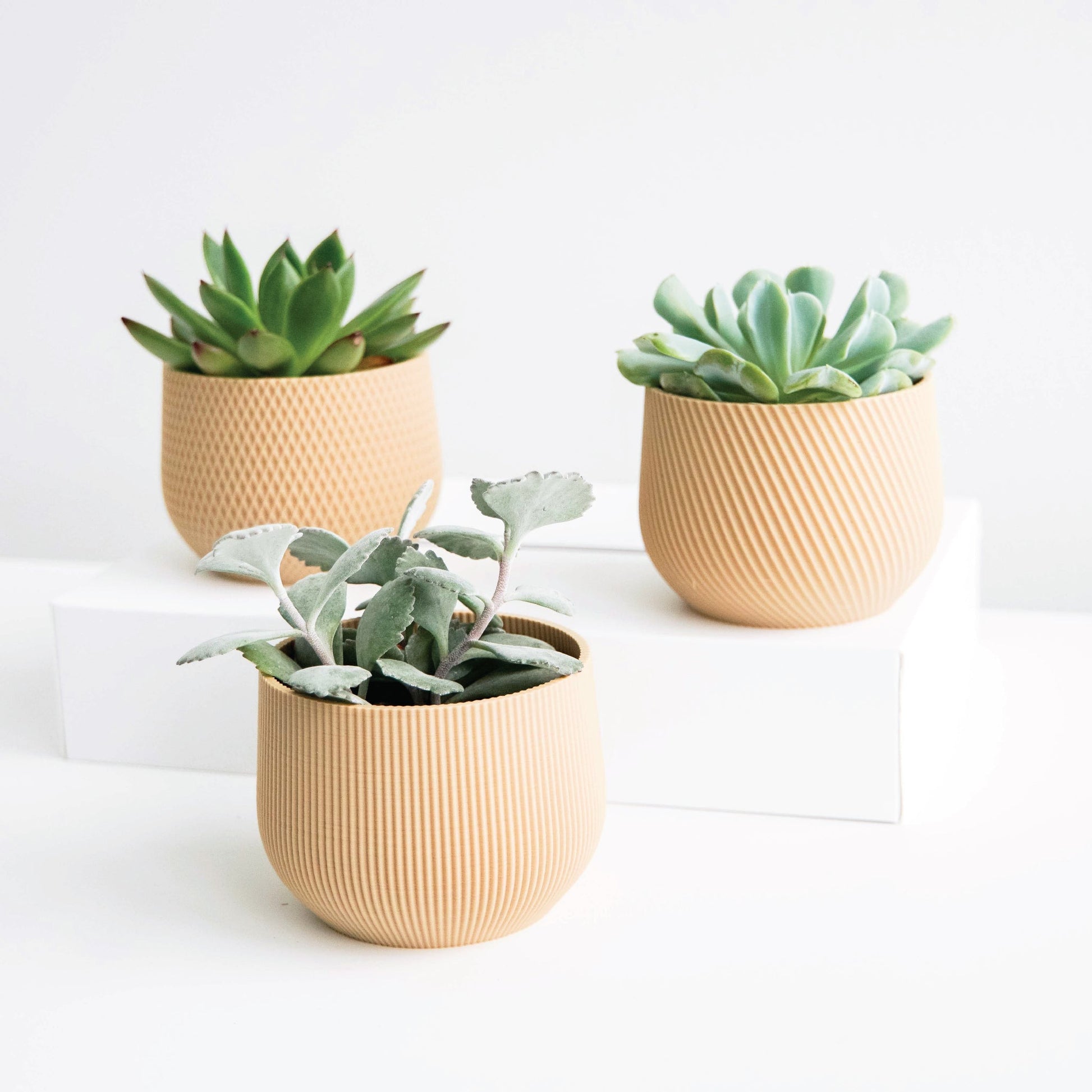 Mini Planter Set Conifer