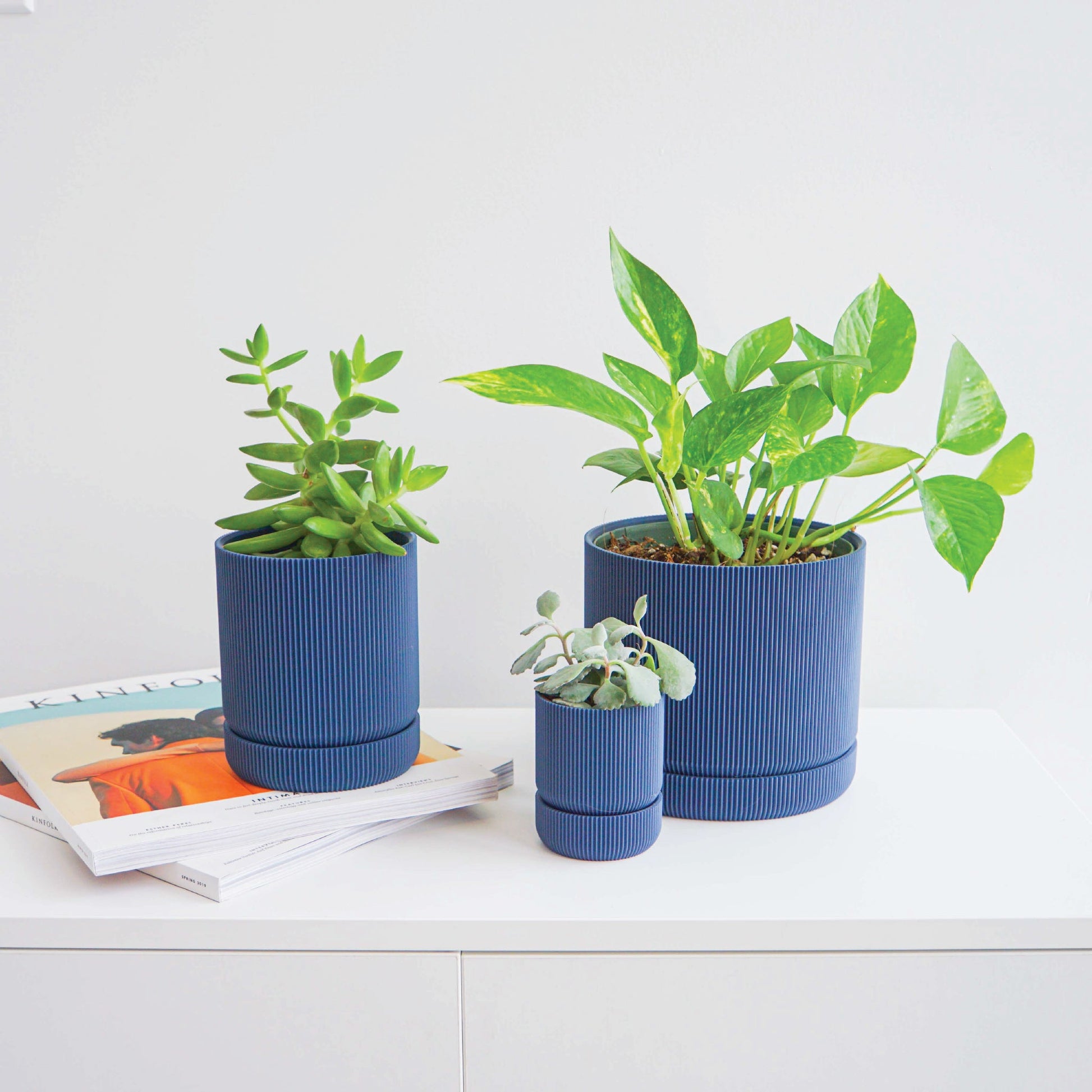 Hemlock Planter Conifer
