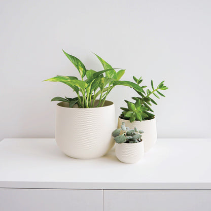 Juniper Planter Conifer