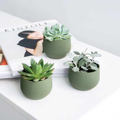 Mini Planter Set Conifer