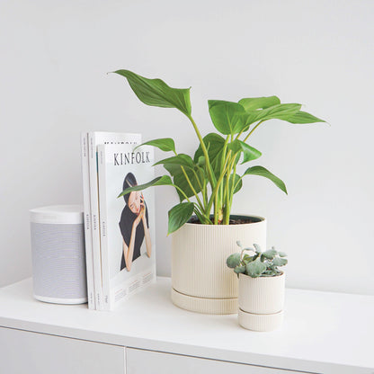 Hemlock Planter Conifer