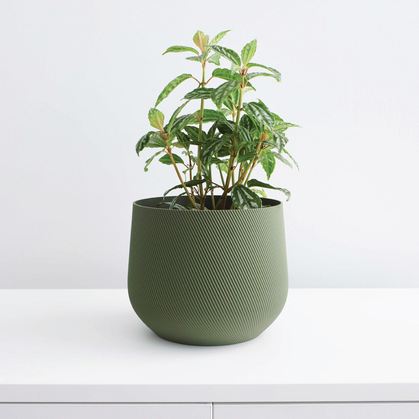 Juniper Planter Conifer